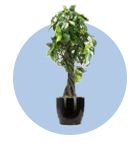 Floor Planters - By wooden street