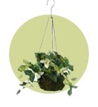 Hanging Planters - By wooden street