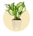 Planters - By wooden street
