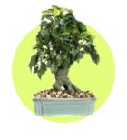 Table Planters - By wooden street